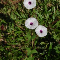 Ipomoea sagittifolia Burm.f.